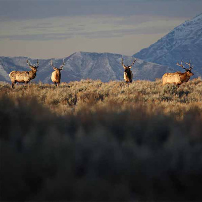 130th Anniversary-Utah Wildlife